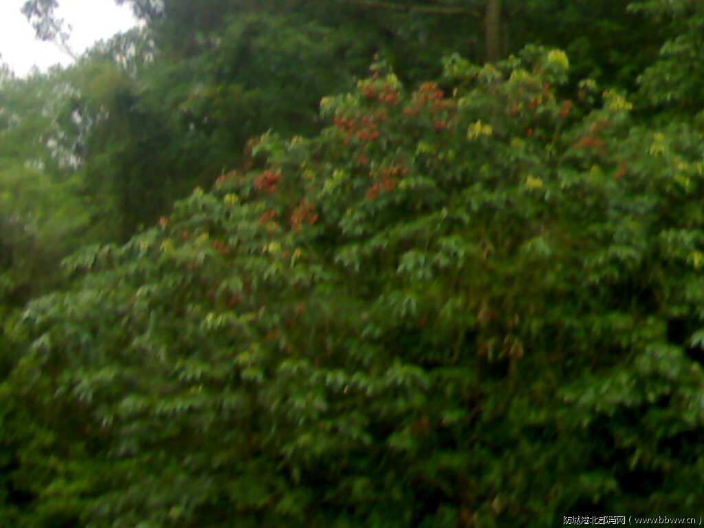 20110618755.jpg